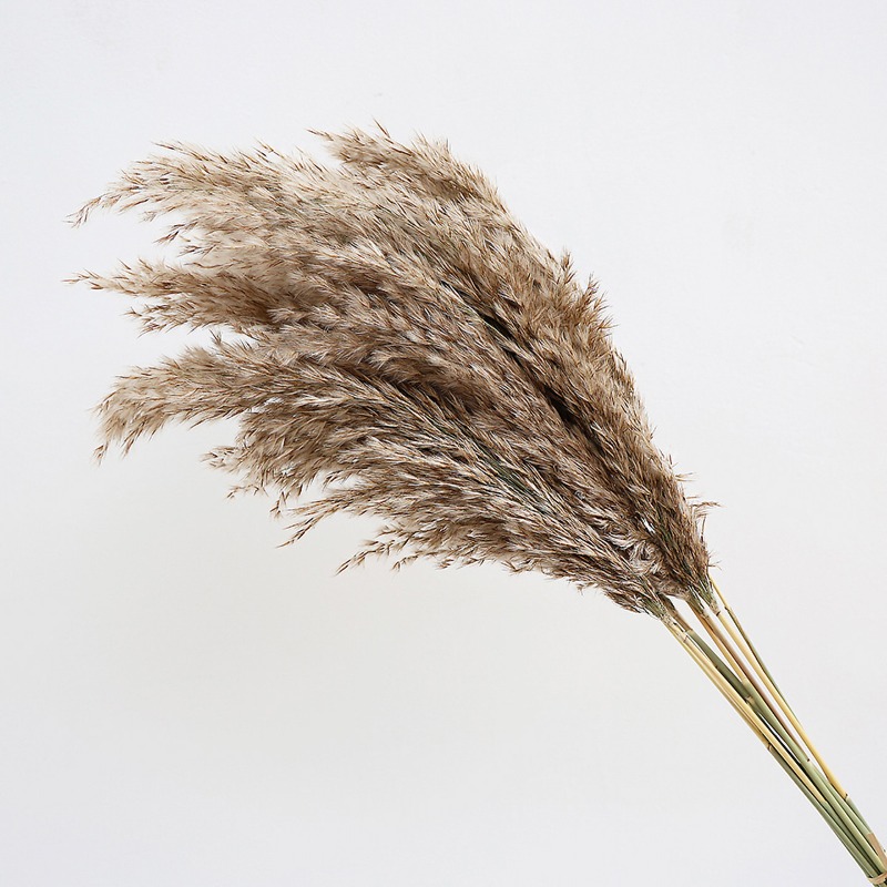 10Pcs Colorful Natural Reeds P - đánh giá và giá Pampas Grass Decor